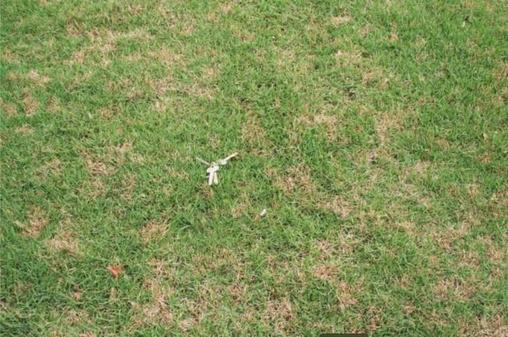 Dollar Spot diagnostic reference photograph