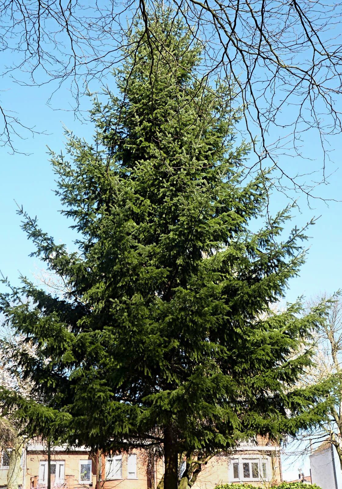 Douglas Fir in a Colorado landscape