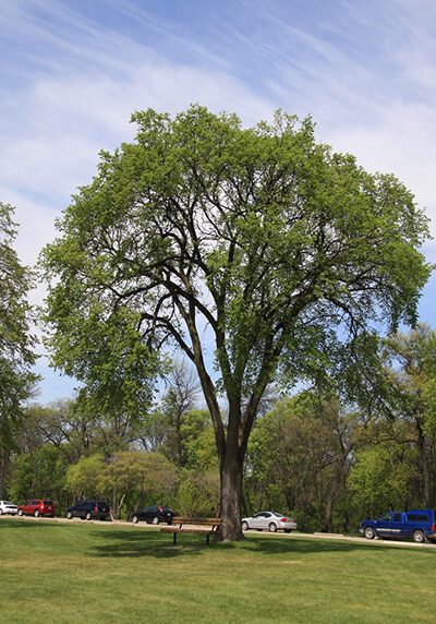 Elm trees recommended for Colorado landscapes