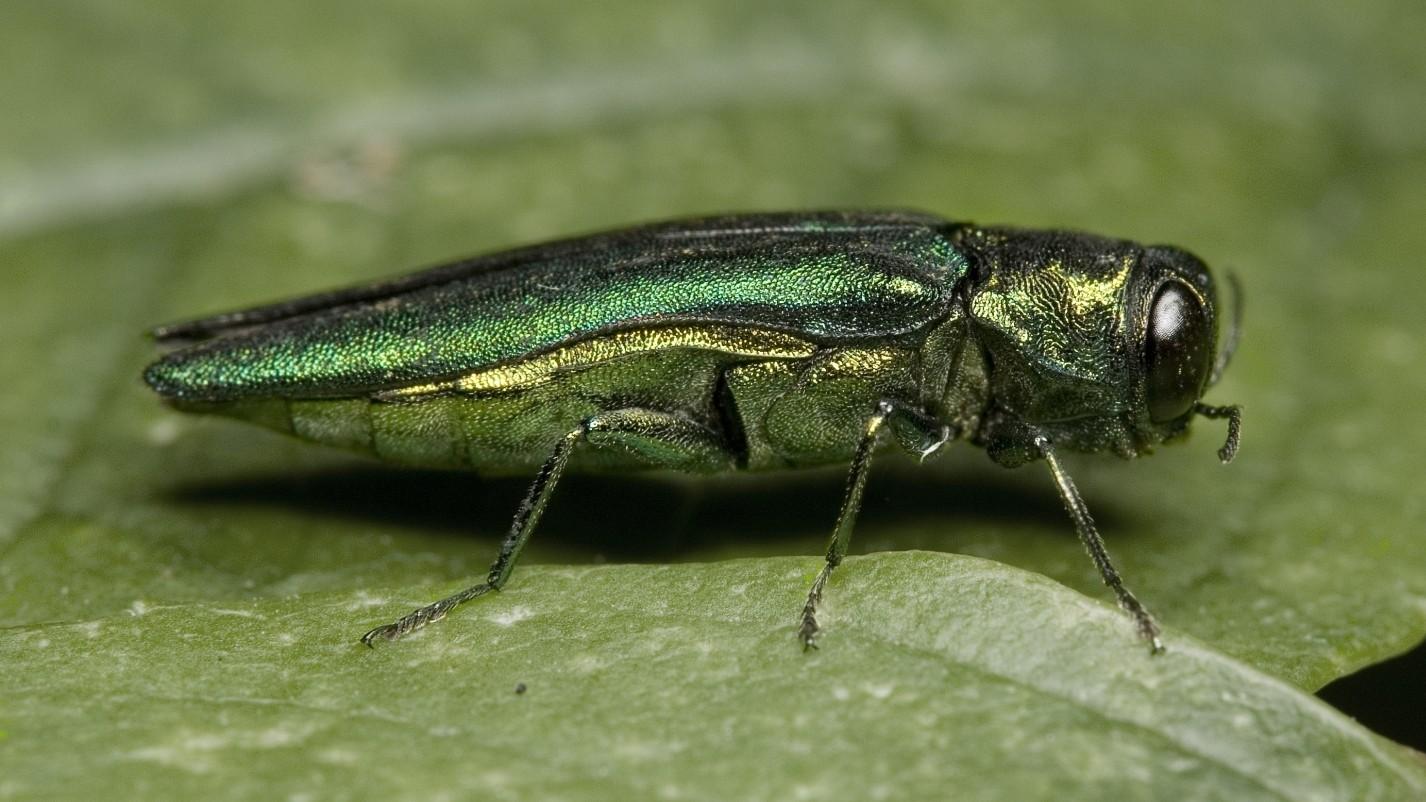 Adult emerald ash borer, the metallic green beetle threatening Colorado's ash trees