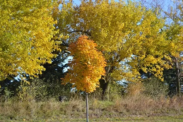 emerald queen maple tree