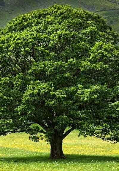 English Oak in a Colorado landscape