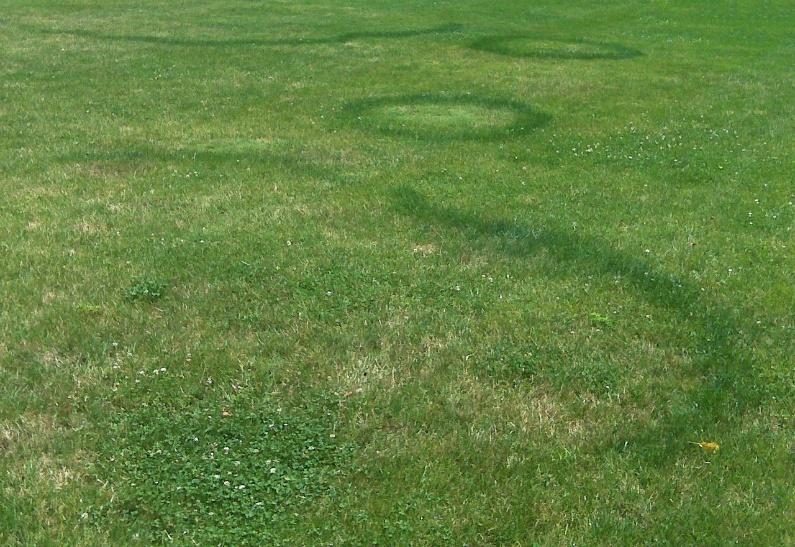 Fairy Ring diagnostic reference photograph