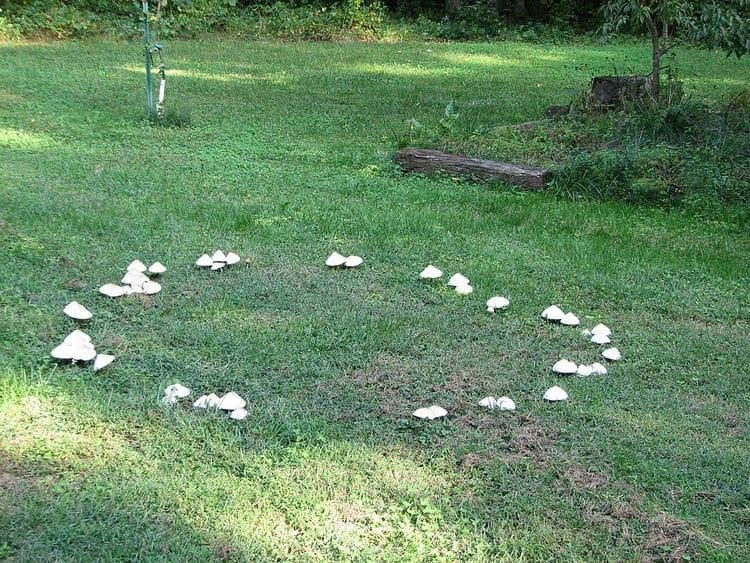 Fairy Ring diagnostic reference photograph