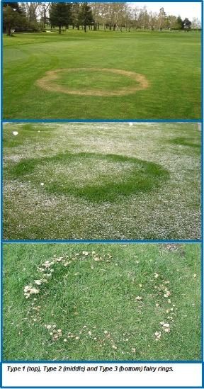 Fairy Ring diagnostic reference photograph
