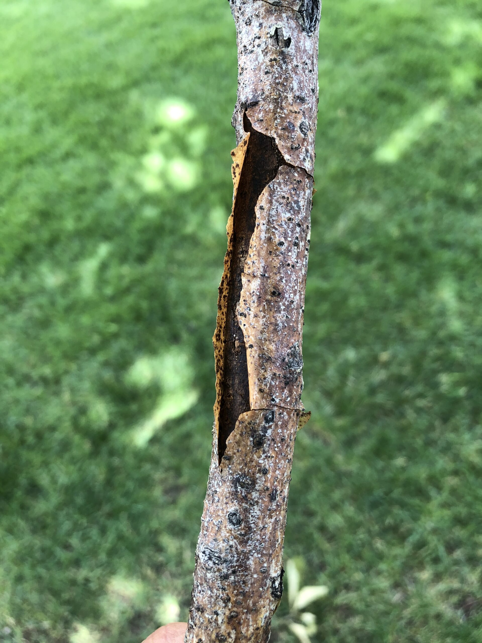 Fire blight damage: blackened, hooked shoot tips on an ornamental pear.