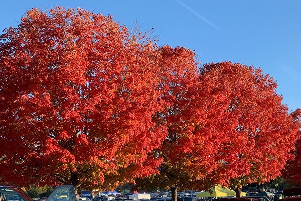 flashfire maple tree