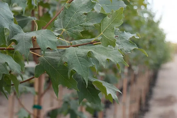 flashfire maple tree branch