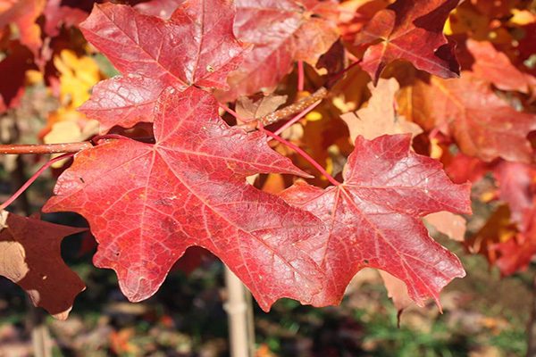 flashfire maple tree leaves
