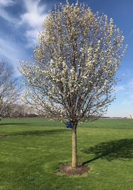 Flowering Pear trees recommended for Colorado landscapes