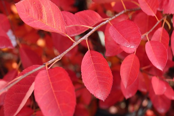 frontier elm branch