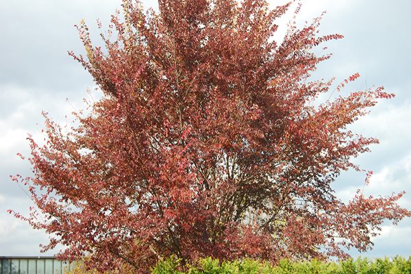 frontier elm tree