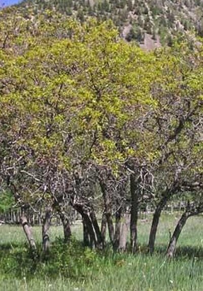Gambel Oak in a Colorado landscape