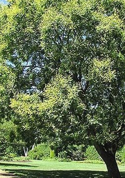 Golden Rain Tree in a Colorado landscape