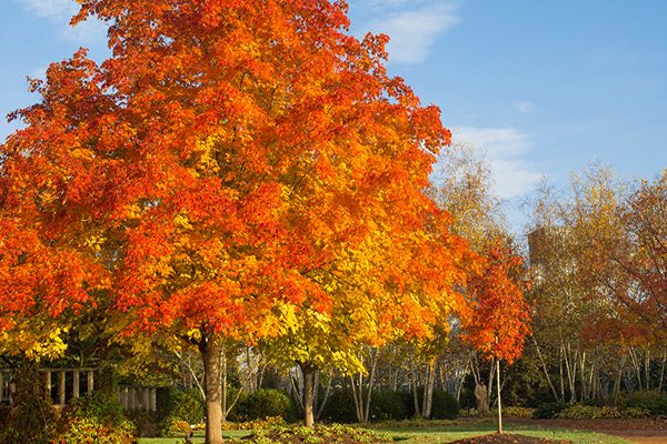 green mountain maple tree