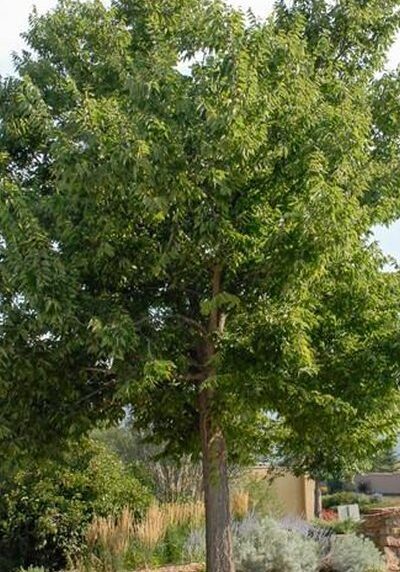 Hackberry in a Colorado landscape