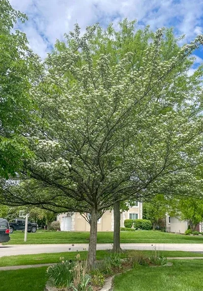 Hawthorn trees recommended for Colorado landscapes