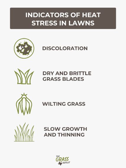 Heat Stress (Turfgrass) diagnostic reference photograph