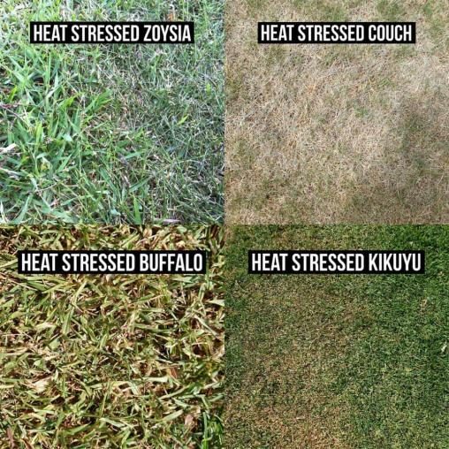 Heat Stress (Turfgrass) diagnostic reference photograph