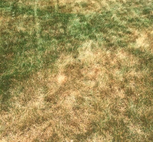 Heat Stress (Turfgrass) diagnostic reference photograph