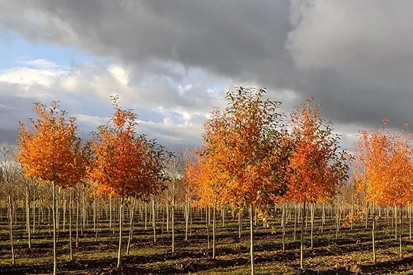 highland park maple tree