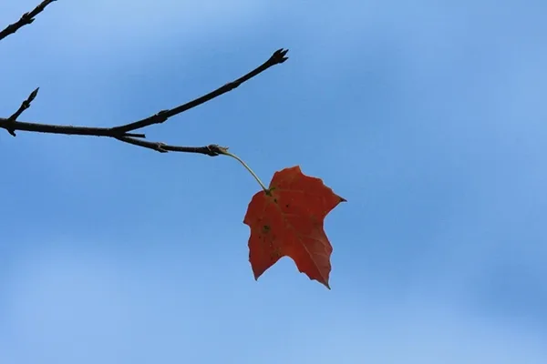 highland park maple tree branch