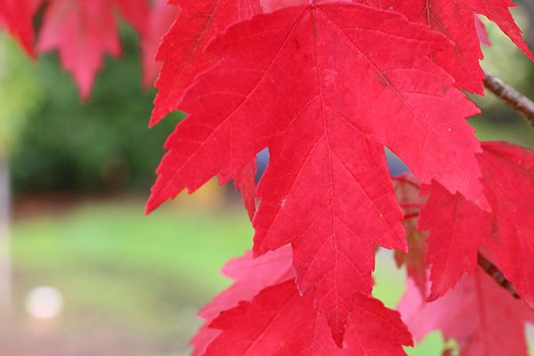 highland park maple tree leaves