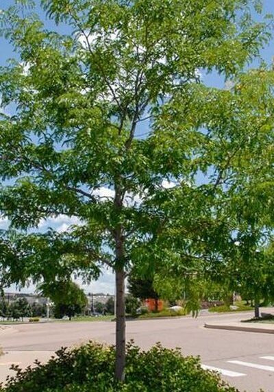 Honey Locust in a Colorado landscape