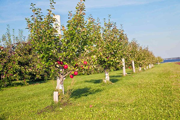 honeycrisp apple tree