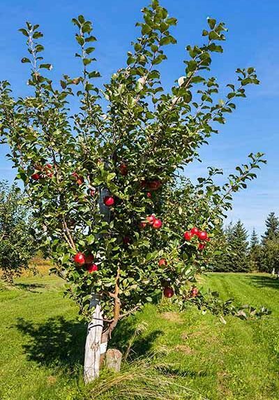 Apple Tree in a Colorado landscape