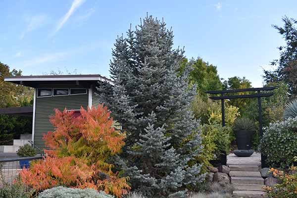 hoopsii spruce tree