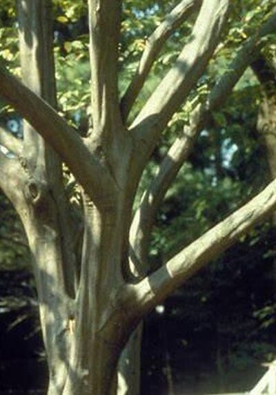 Hornbeam in a Colorado landscape
