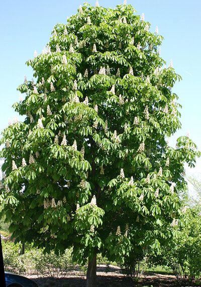 Horse Chestnut in a Colorado landscape