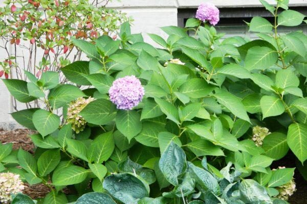 Hydrangea diagnostic reference photograph