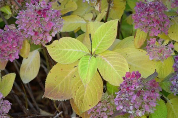 Hydrangea diagnostic reference photograph