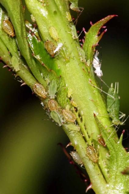 Hydrangea — Aphids