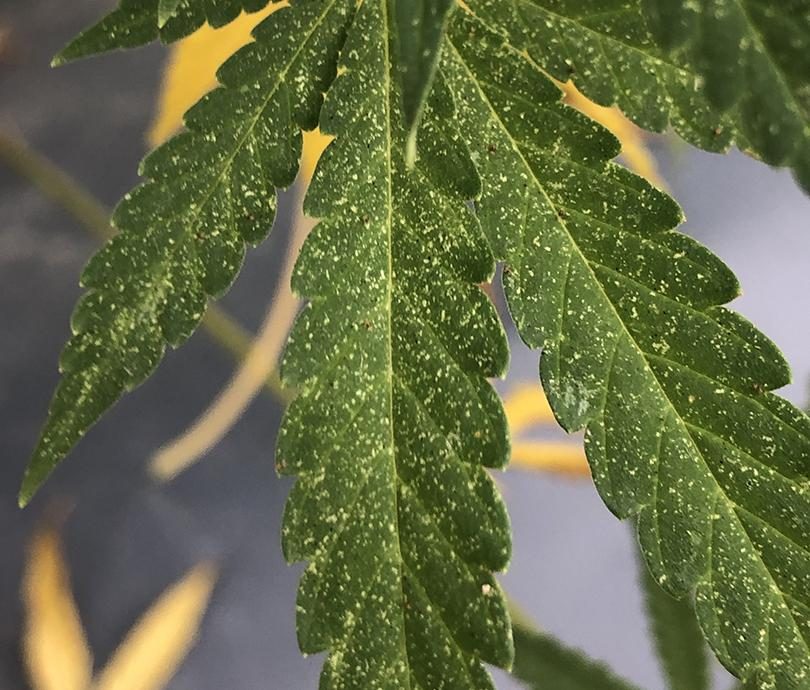 Hydrangea — Aphids