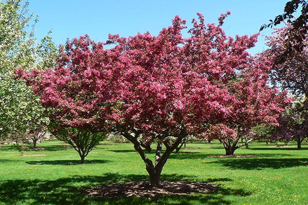 indian magic crabapple tree