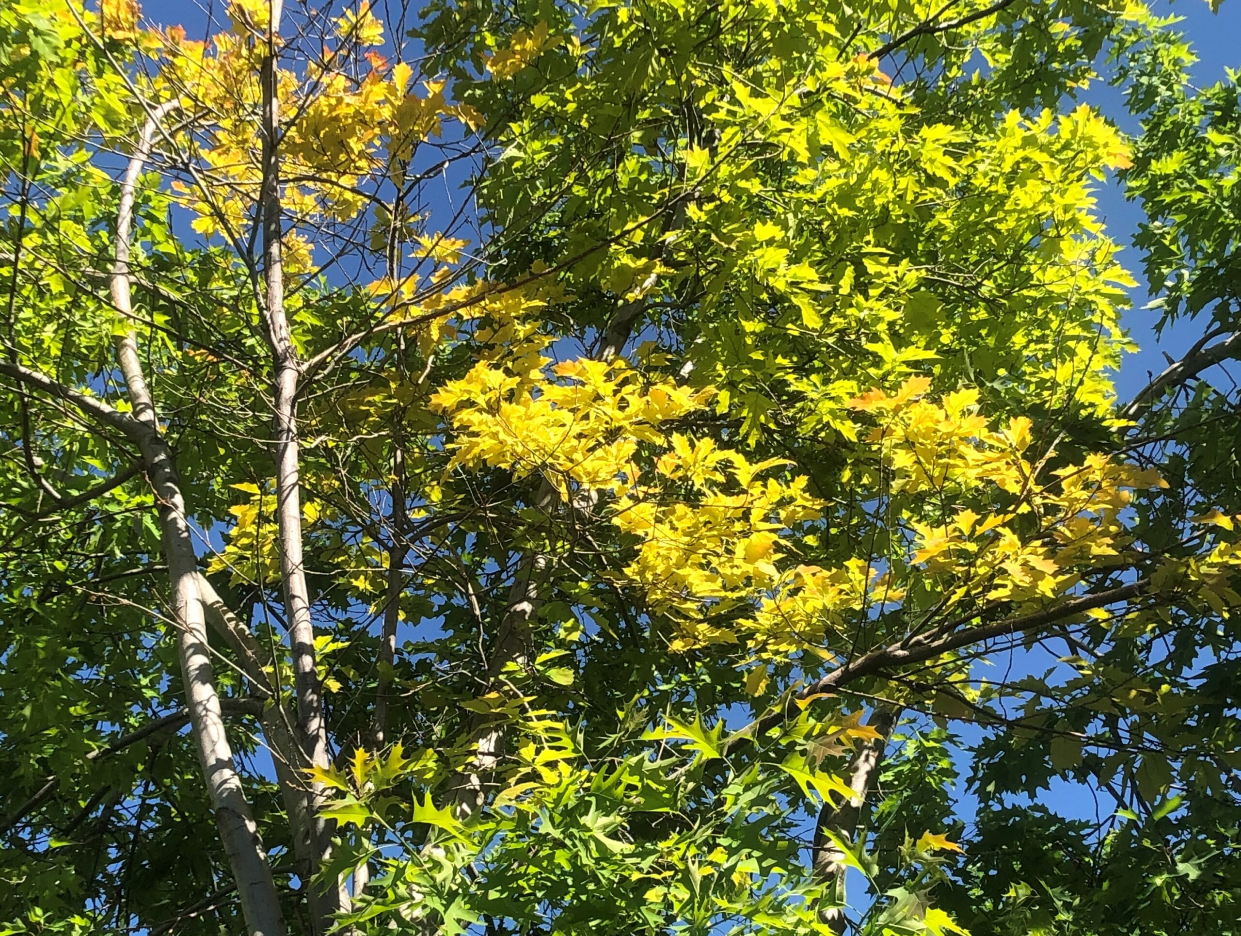 Iron chlorosis: leaves yellowing between veins that remain green.