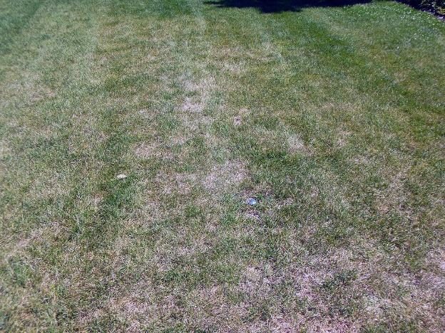 Japanese Beetle Grubs (Turf) diagnostic reference photograph