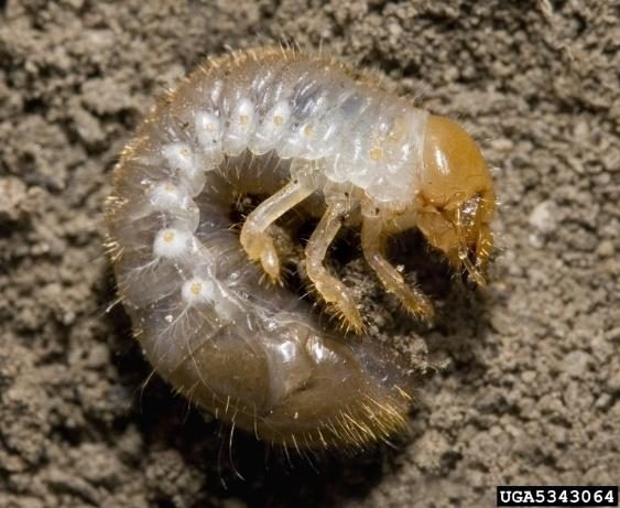 Japanese Beetle Grubs (Turf) diagnostic reference photograph