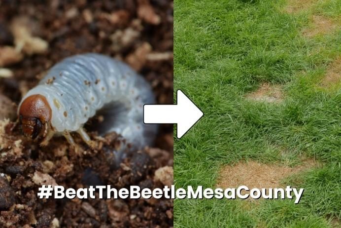 Japanese Beetle Grubs (Turf) diagnostic reference photograph