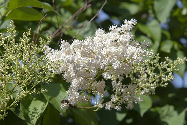 japanese lilac tree leaves