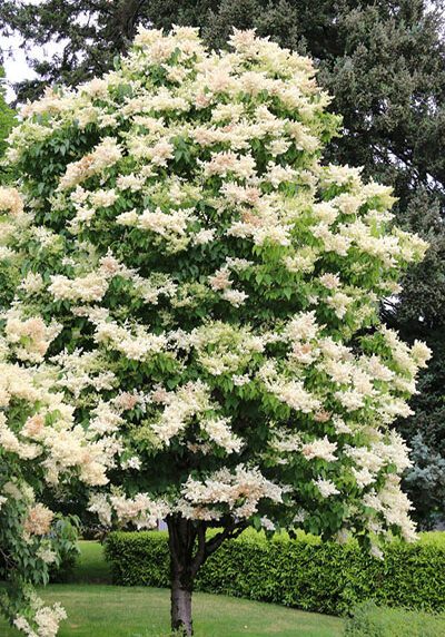 Japanese Lilac Tree in a Colorado landscape