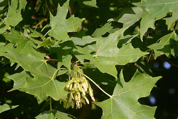john pair caddo maple tree branch