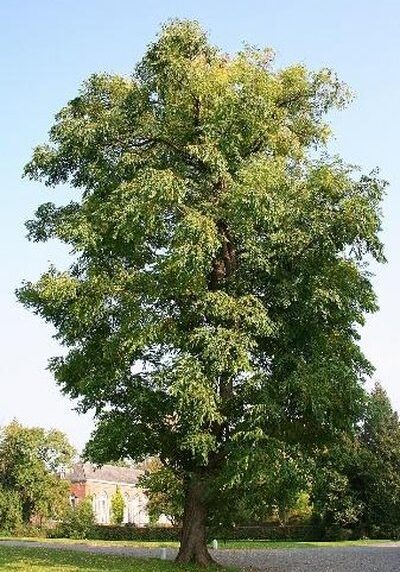 Kentucky Coffeetree in a Colorado landscape