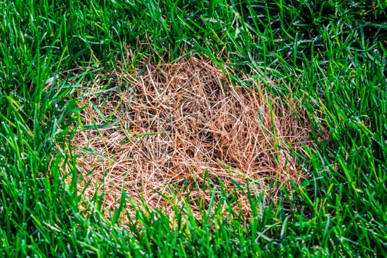 Turf damage from lawn fungus and insect pressure on a Front Range property