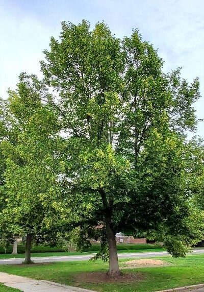 Linden in a Colorado landscape