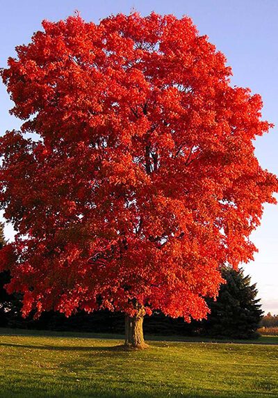Maple trees recommended for Colorado landscapes