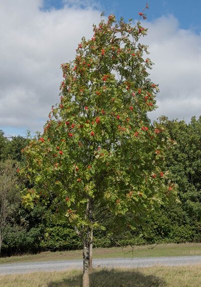 Mountain Ash Tree in a Colorado landscape